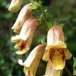 Digitalis obscura - 