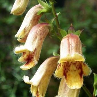 Digitalis obscura