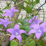 Campanula patula - Wiesen-Glockenblume