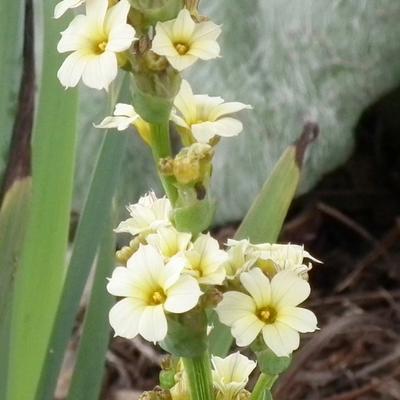 Gestreiftes Grasschwertel - Sisyrinchium striatum