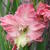 Gladiolus 'Summer Ruffles'