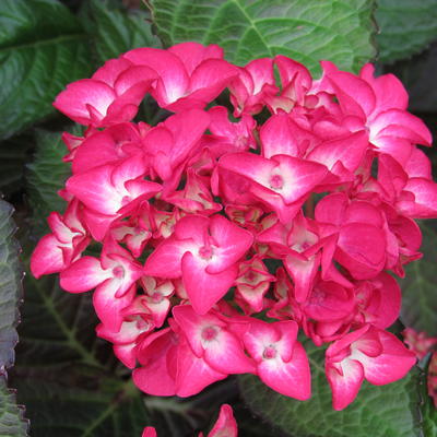 Hydrangea macrophylla 'Red Ball' - 