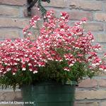 Nemesia 'SUNSATIA Cherry on Ice' - 