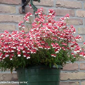 Nemesia 'SUNSATIA Cherry on Ice'