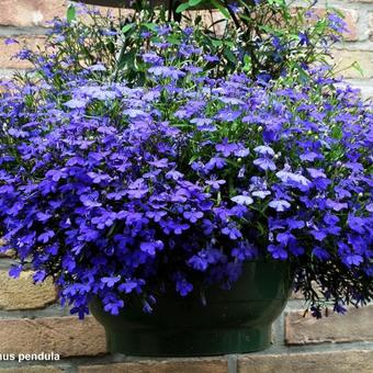 Lobelia erinus pendula