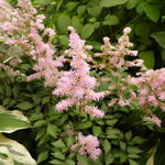 Astilbe - Prachtspieren