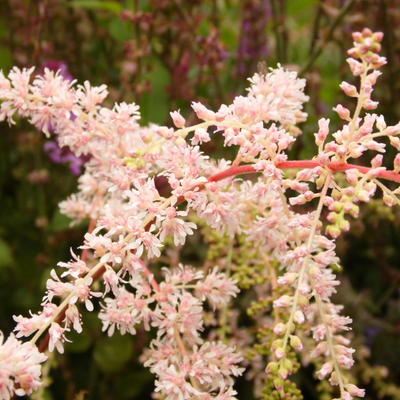 Astilbe - 