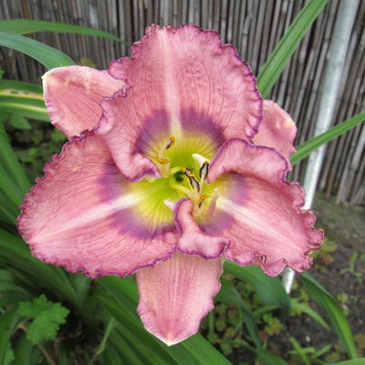 Hemerocallis 'Palace Garden Beauty' - 