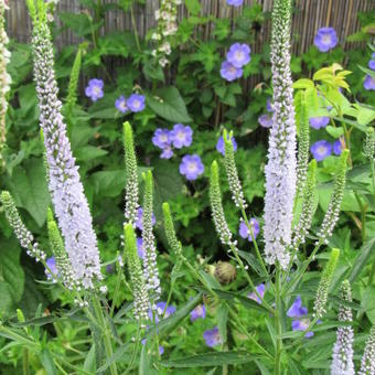 Veronica spicata 'Lila Karina'