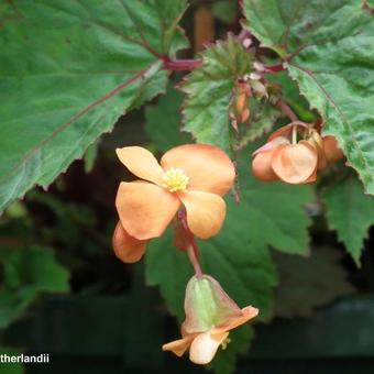 Begonia sutherlandii