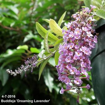 Buddleja 'Dreaming Lavender'