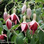 Fuchsia 'Celia Smedley’ - 