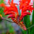 Crocosmia x crocosmiiflora 'Lucifer'