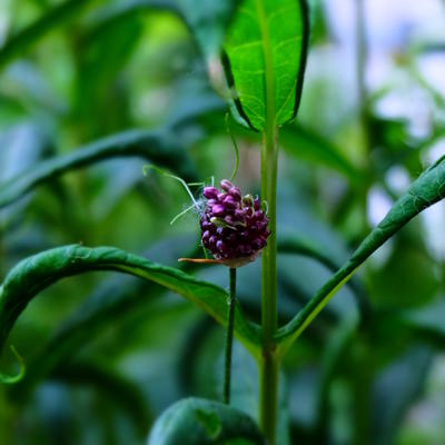 Allium 'Hair' - 