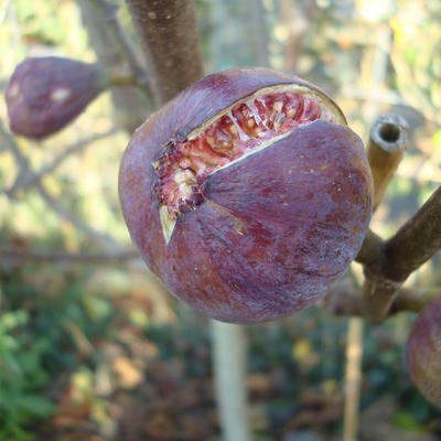 Ficus carica 'Brown Turkey'