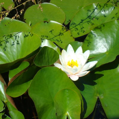 Weiße Seerose - Nymphaea alba 