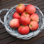 Malus domestica 'Discovery' - 