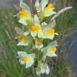 Linaria vulgaris - Echtes Leinkraut - Linaria vulgaris