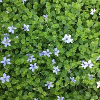 Isotoma fluviatilis 'Blue Foot'