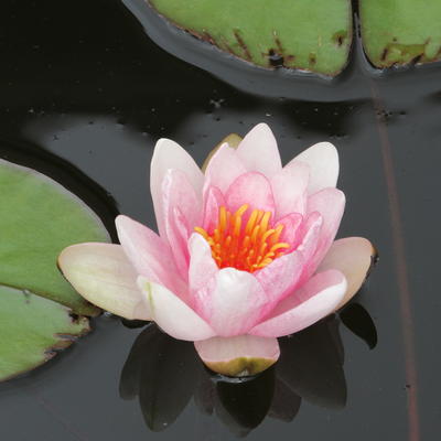 NÉNUPHAR 'FABIOLA', NYMPHÉA 'FABIOLA' - Nymphaea 'Fabiola'