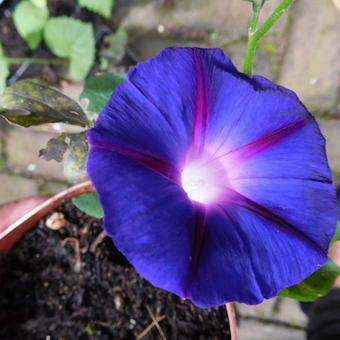 Ipomoea purpurea