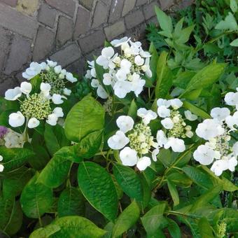 Hydrangea macrophylla 'Elster'