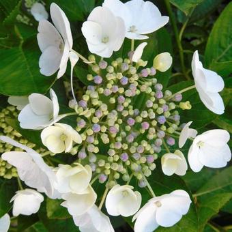 Hydrangea macrophylla 'Elster'