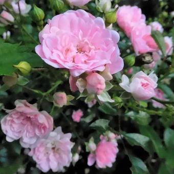 Rosa 'The Fairy'