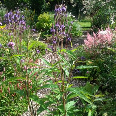 Verbena hastata