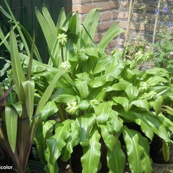 Eucomis bicolor