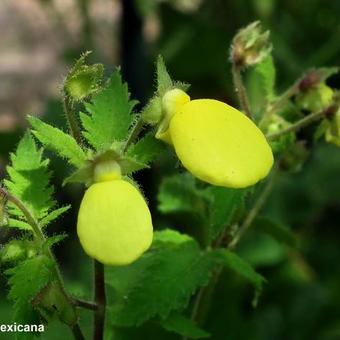 Calceolaria mexicana