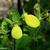 Calceolaria mexicana