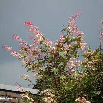 Acer palmatum 'Asahi zuru'