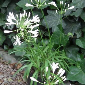 Agapanthus 'AMOURETTE White'