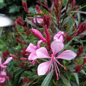 Gaura lindheimeri 'Crimson Butterflies'