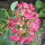 Hydrangea macrophylla 'Red Beauty'