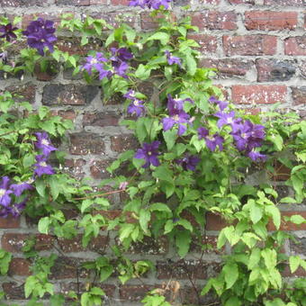 Clematis viticella 'Aotearoa'