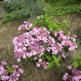 Hydrangea serrata 'Aigaku'