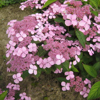 Hydrangea serrata 'Aigaku' - 