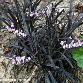 Ophiopogon planiscapus 'Niger