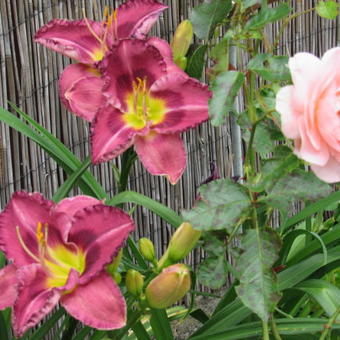 Hemerocallis 'Ledgewood's Silver Lining'