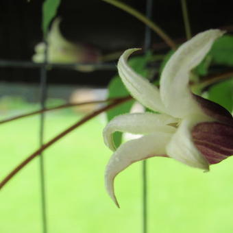 Clematis texensis 'Princess Kate'