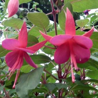 Fuchsia 'Display'