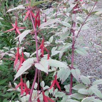 Fuchsia magellanica var. gracilis 'Versicolor'