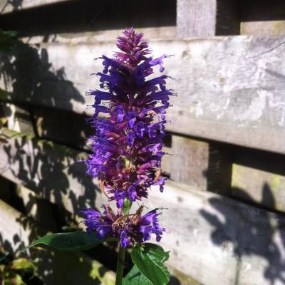 Agastache 'Blue Boa' - Agastache 'Blue Boa'