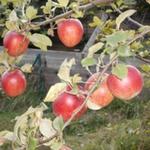 Malus domestica  'La Paix' - 