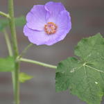 Abutilon x suntense - Purpur-Samtpappel