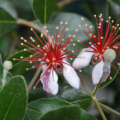 Feijoa sellowiana - Acca sellowiana