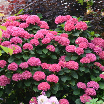 Hydrangea macrophylla 'Red Baron' - Hydrangea macrophylla 'Red Baron'