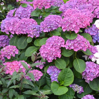 Hydrangea macrophylla 'Big Mamma'